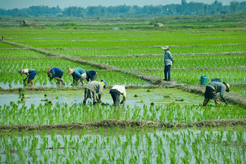 Rice farming partners working in flooded paddies that support export supply