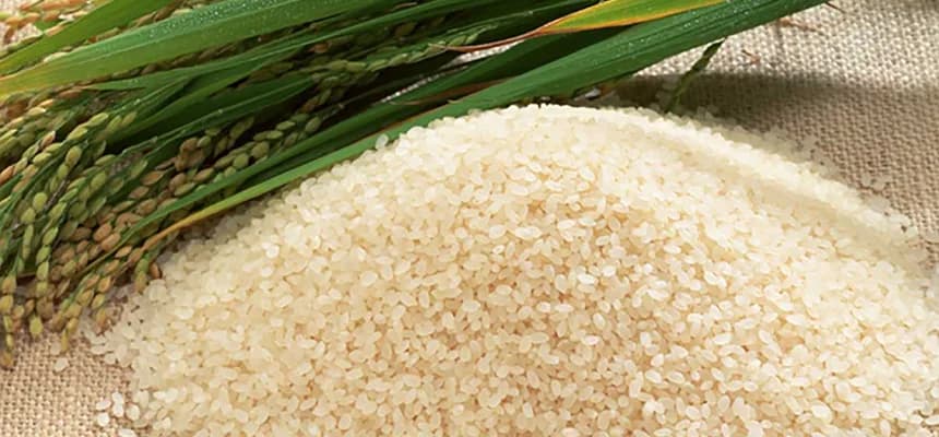 Japonica Rice — uncooked grains shown close up